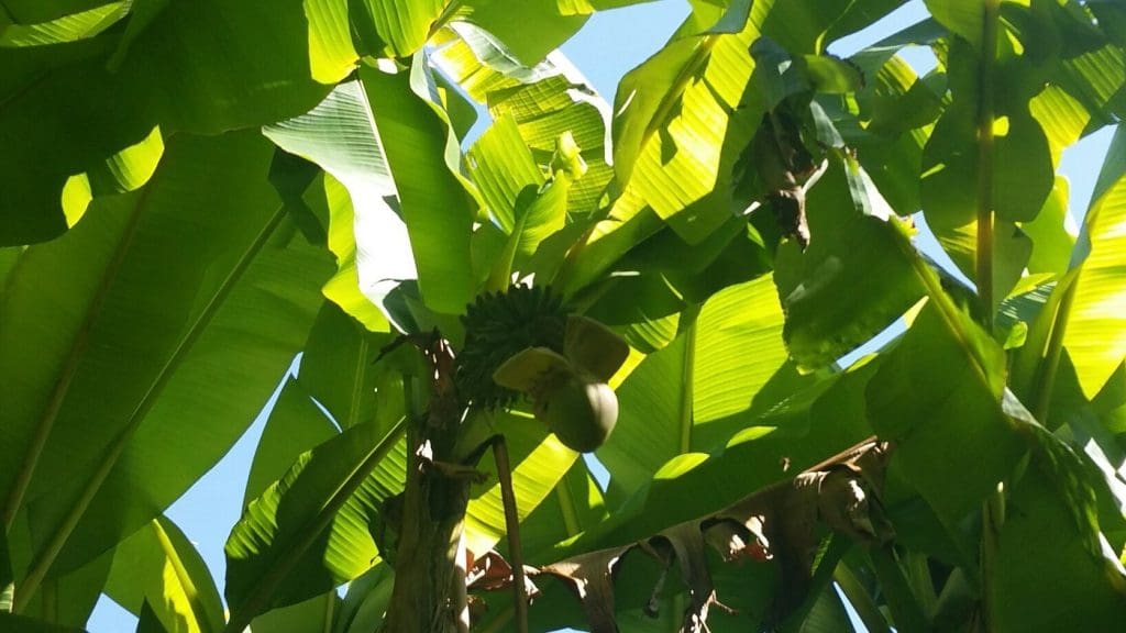 view over village showing la roque gageac microclimate effect